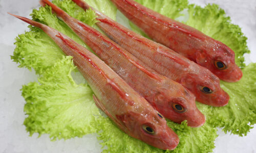 Rouget grondin | Livraison de poissons • Poissonnerie • Restaurant • Traiteur à Anderlecht