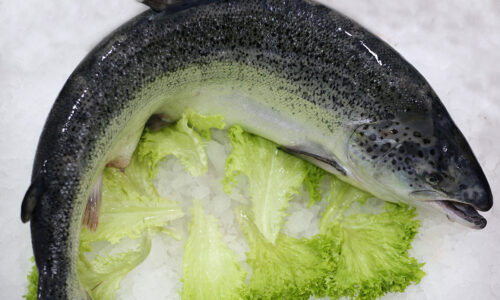 Saumon | Livraison de poissons • Poissonnerie • Restaurant • Traiteur à Anderlecht