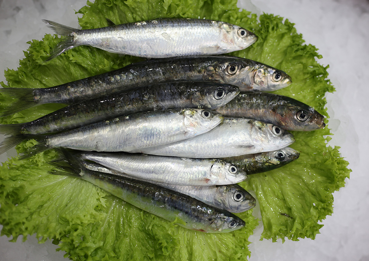 Sardinne | Livraison de poissons • Poissonnerie • Restaurant • Traiteur à Anderlecht